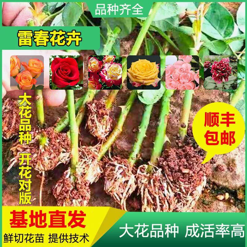 1000 прямых волос большой цветок мульти-сорт Юньнань свежесрезанные цветы саженцы роз саженцы озеленение саженцев