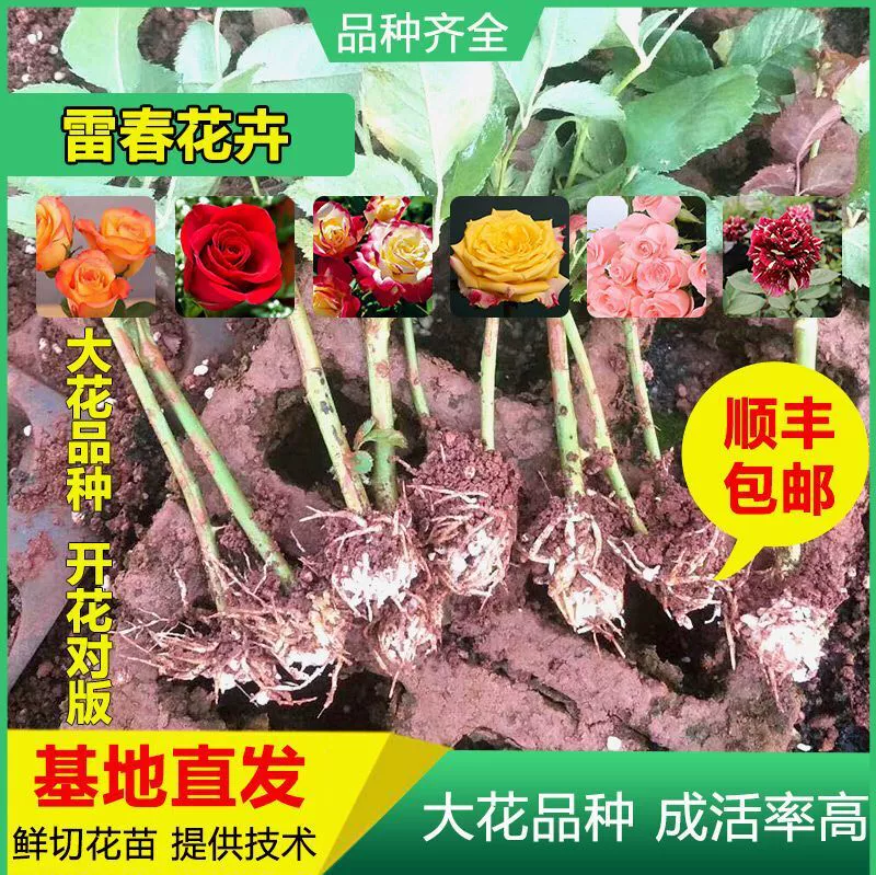 1500 Shunfeng Почтовые расходы можно смешивать и сочетать рассады роз Юньнань Рассада роз Карола Роза Свежесрезанная рассада роз