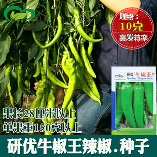 ţ���������N�� �r��ˈ@������������ζ�m��ţ�������߲���