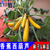 Imported French yellow handsome zucchini seeds, banana melon, yellow -angle melon seed specialty gourd rapeseed original 100 capsules