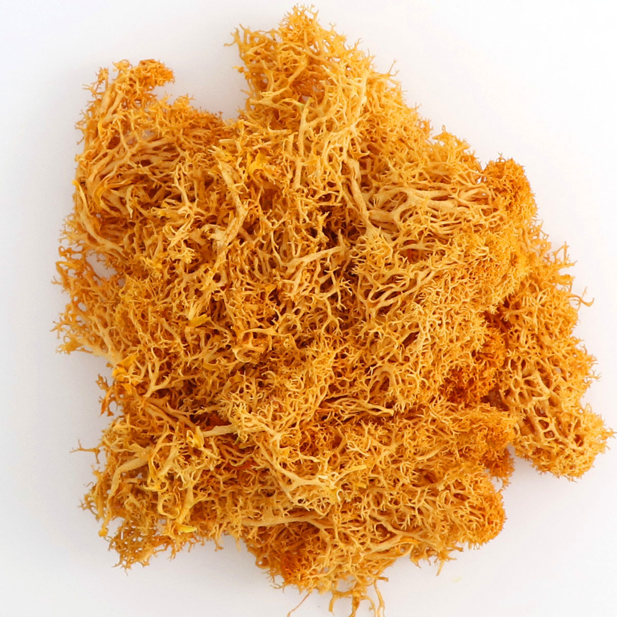 Musgo eterno colorido musgo micro paisaje DIY decorativo planta verde multicolor opcional asta decorativa musgo