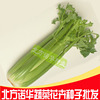 Vegetable seed wholesale four seasons planting celery seeds American Wensura paste celery seeds original 100 grams