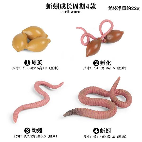 2427 Earthworm growth cycle 4 suits