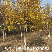 |ͺ ט ט טr е С^Gט