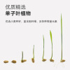 Tupei cat grass potted wheat seeds wholesale cat snack pet food hair ball cat cat to help digest cat grass