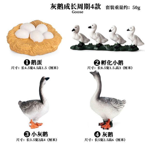 2418 Gray Goose growth cycle 4 suits