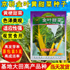 Jingyan Jinye beet seeds, yellow beet seeds, seed seeds, plant potted potted plants, ornamental Genda rapeseed seedlings four seasons