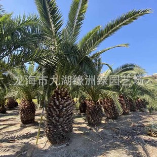 Fujian Canary Date Palm Origin Price Canary Date Palm Transplant Goods Palm Tree Canary Date Palm Wholesale