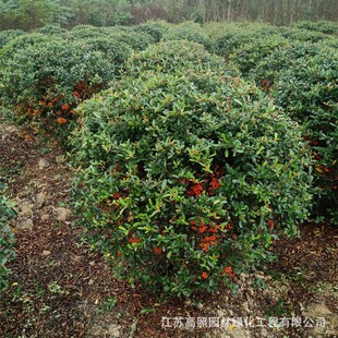 �Gֲ¶�ع����� ͥԺ�e��С�^���G�Ի� �@�־G��ֲ�������