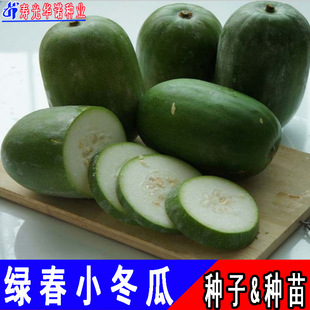 ����߲��о����N�ƿƝ��G��С���ϷN��һ���㹝�����߲˷N���ļ�