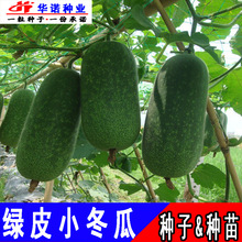 �߲˷N���ļ��N�G��С���ϷN�� һ���С����С���ϷN�ѷN�����