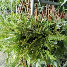 鲜花花艺制品;干花;仿真绿植