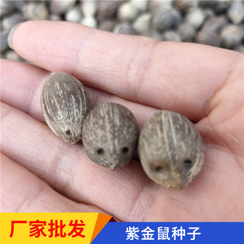 金山葵种子皇后葵紫金鼠招财鼠三眼菩提棕榈科树种可以做装饰品