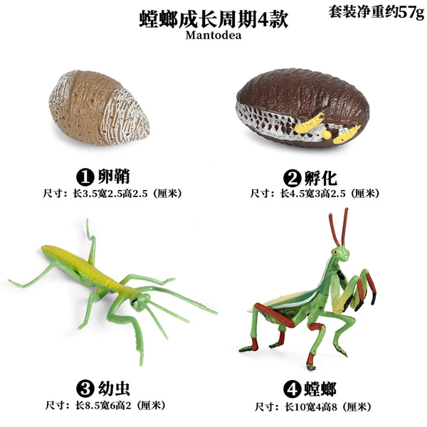2431 Mantis growth cycle 4 suits