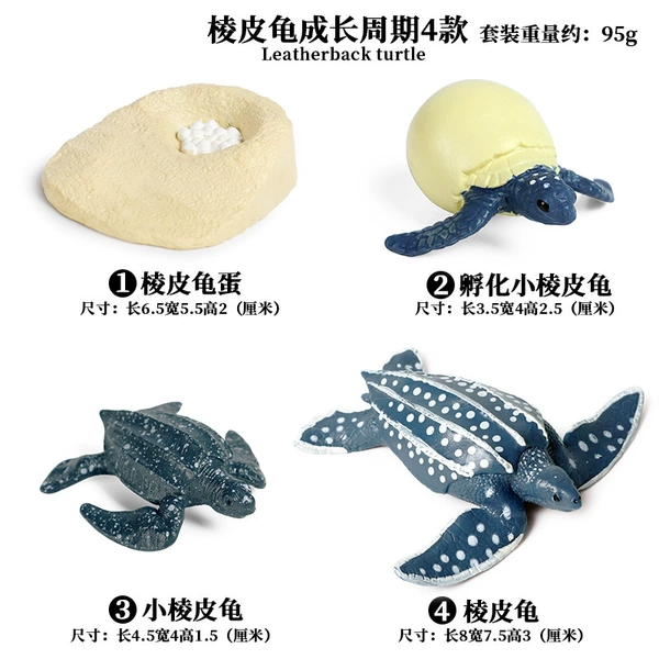 2425 Skin Turtle growth cycle 4 suits