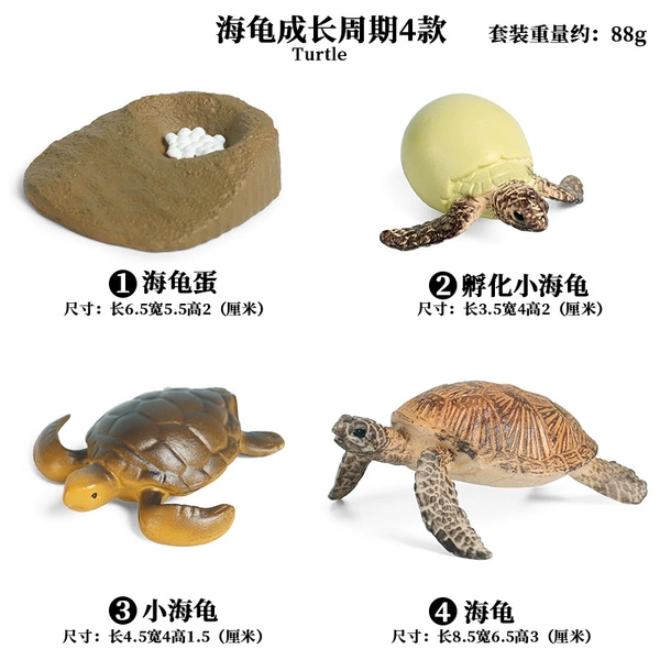2423 Turtle growth cycle 4 sets