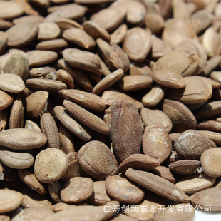 供应批发中药材种子瓜蒌种子中药材种植基地直发-阿里巴巴