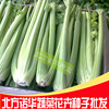 Vegetable seed wholesale four seasons planting celery seeds American Wensura paste celery seeds original 100 grams