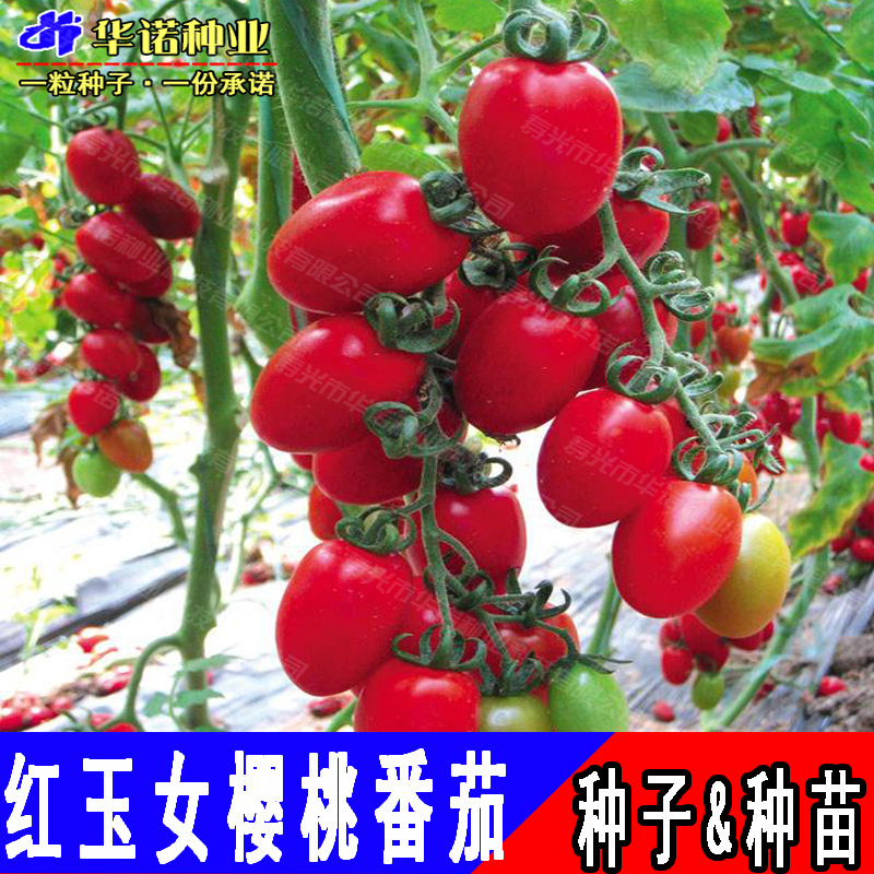 台湾红玉女樱桃水果番茄种子口感红圣女果籽小西红柿蔬菜种籽种苗