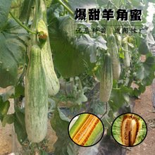 ��ϷN�����������ֳ�������߲ˡ��N��ԭ�N98.098.094.08.0901