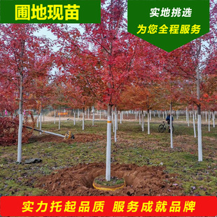 �t���������� �����������t�� �����ͺ����~��N�|���t�������