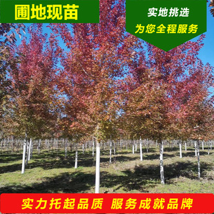 �ͺ������t������汱���t������|�����~�L�����_ԭ�t��Ǥ��С��