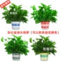 新房盆栽家用大叶绿萝