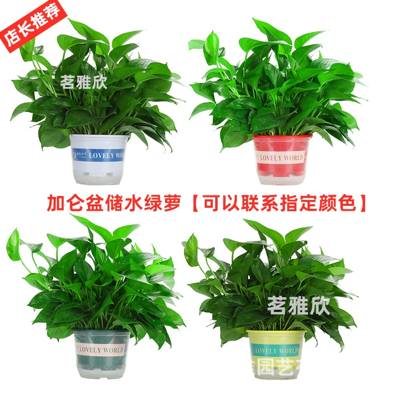 180-цветущих растений в горшках для хранения воды, зеленое комнатное растение с длинными ветвями и большими листьями для новых домов, используется для удаления формальдегида.