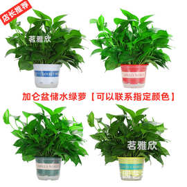 180彩色加仑储水绿萝盆栽室内绿箩长藤大叶新房家用除甲醛绿植