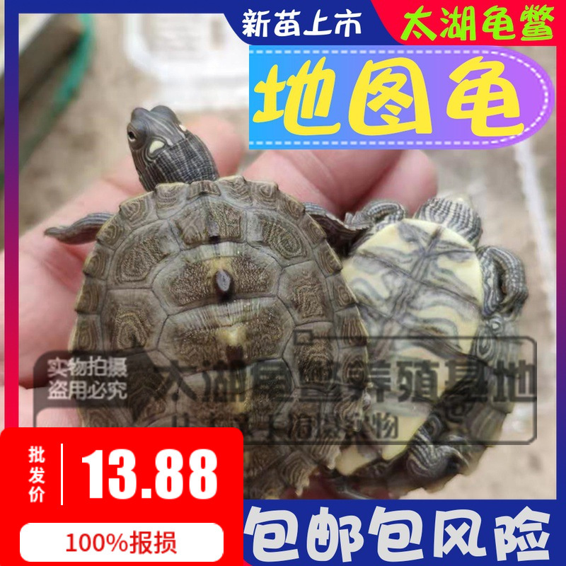 Waitang Deep Water Turtle Ornamental Turtle Small Map Turtle Mississippi Black Tumor Burst Map Turtle Seedling Turtle Wholesale