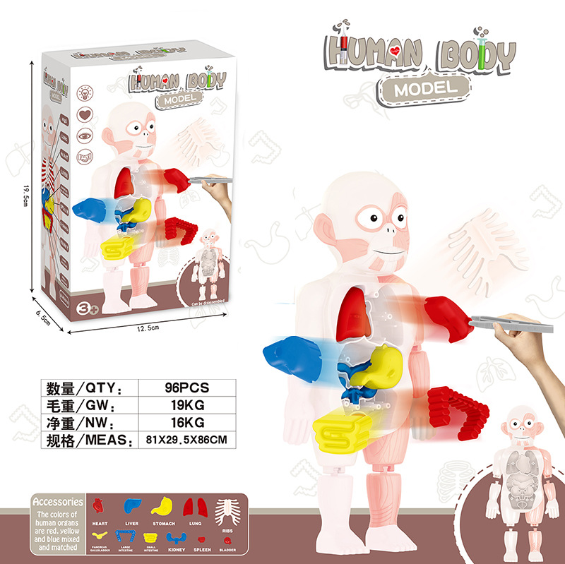 Nuevos niños Qizhi ciencia y educación Cuerpo Humano órgano modelo DIY montado juguete modelo de órgano humano