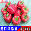 Colorful sweet pepper seeds red color pepper pepper pepper, cubic pepper red Will sweet pepper seed seed seed vegetable seeds