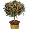 Four seasons osmanthus tree seedlings flower pot potted fragrance -type flowers and plants with flowers with flower courtyard grafting Jinani free shipping