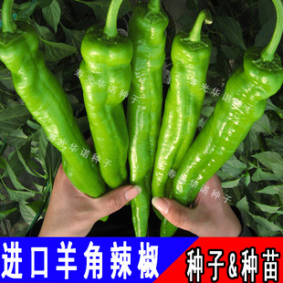 �����}��⽷188�⽷�N�� Խ���紺����������L����������