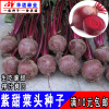 Vegetable Seeds Four Seasons Red Beef Deloma Seed Beet Root Deed Head Seed Seed Seeds Squeezed Raw Rape Seed