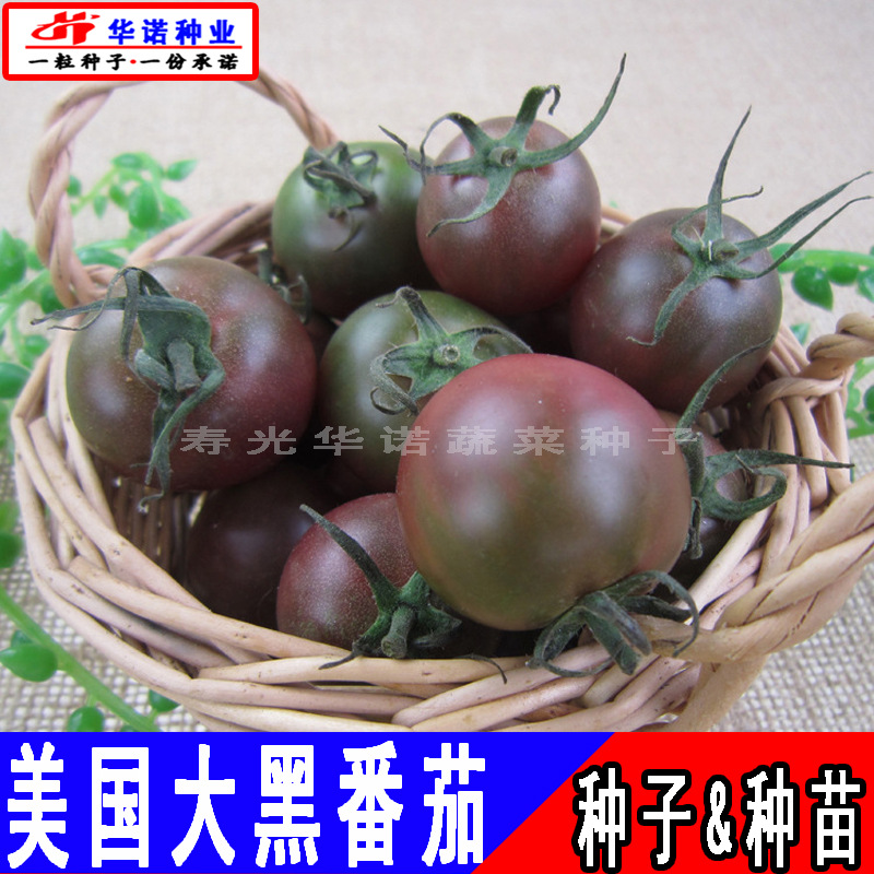 美国紫黑色大番茄种子西红柿种籽 水果口感番茄蔬菜种子四季种植