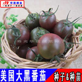 美国紫黑色大番茄种子西红柿种籽 水果口感番茄蔬菜种子四季种植