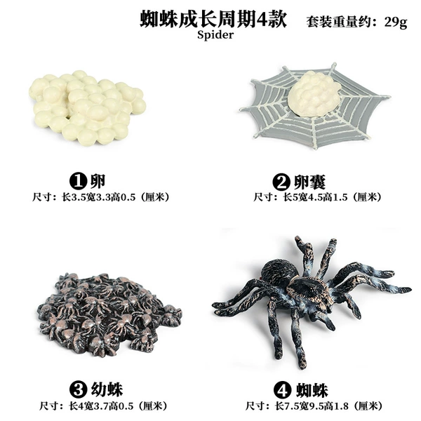 2445 Spider Growth cycle 4 sets of 4 sets