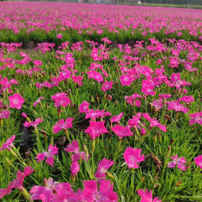 基地直发欧石竹杯苗 花海绿化欧石竹双色盆苗 彩虹石竹批发|ms