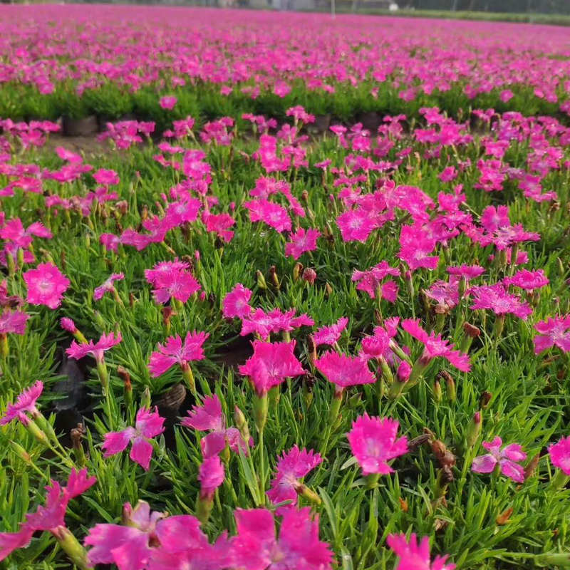 基地直发欧石竹杯苗 花海绿化欧石竹双色盆苗 彩虹石竹批发|ms