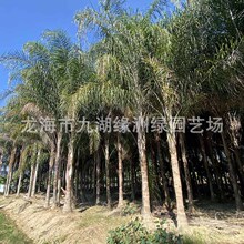 �V�|�ʺ������������ؙ����е���G����ɽ����ֲ��