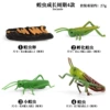 2429 Locust growth cycle 4 suits