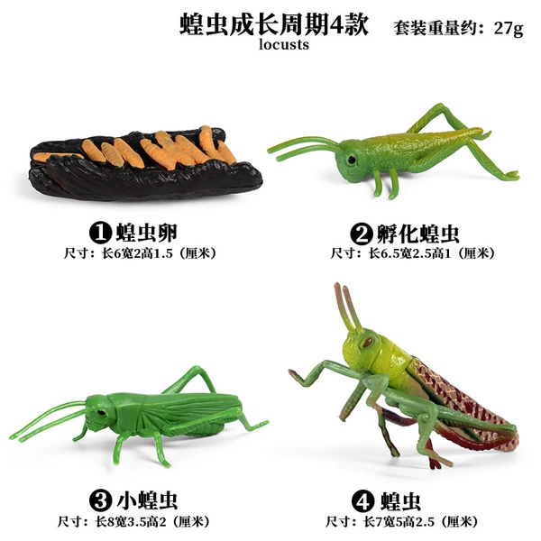 2429 Locust growth cycle 4 suits