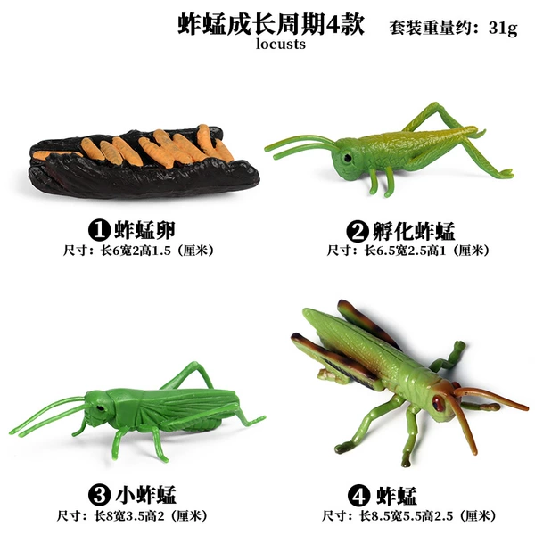 2428 蚱蜢 Growth cycle 4 sets of suits