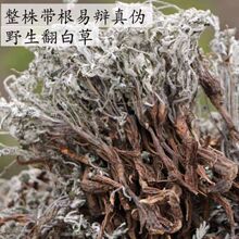 翻白草克  【整棵带根】天青地白 新晒干品 包邮批发