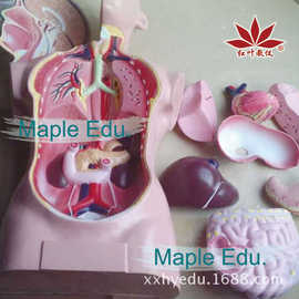 52cm人体躯干模型内脏可拆装8部件解剖模型骨骼模型