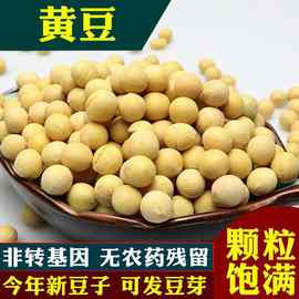现货供应黄豆可做食品豆腐原料东北安徽大粒黄豆批发料理必备