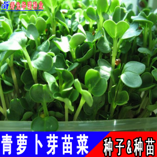 ˮ�����}��ѿ��˷N�����}��������߲�����ļ��Nֲ�̨����պ�u