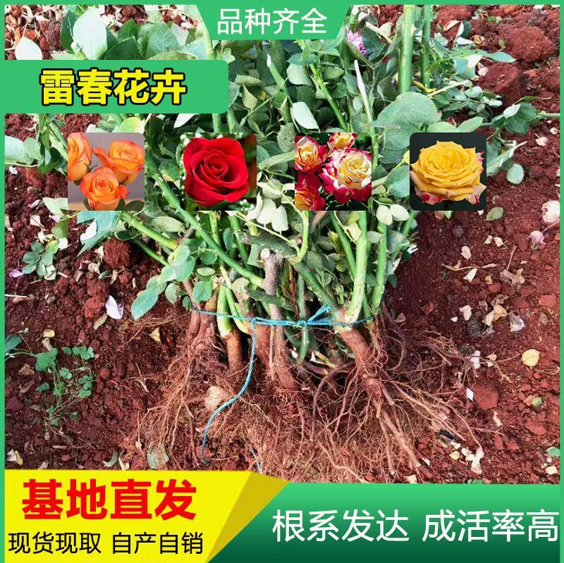 Юньнаньская рассада роз от 2 до 3 лет рассада роз большой цветок рассада роз Ландшафтный проект рассада старых свай