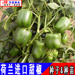 ���m3166�Gɫ�𽷷N�ӾG�A���˽������A�����˷N���߲˷N��